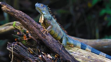 Renkli yeşil iguana bir kütüğün üzerinde dinleniyor