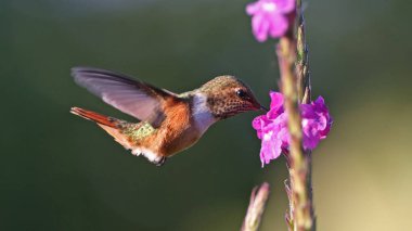 Dişi İskandinav sinekkuşu Kosta Rika 'da bir çiçekte besleniyor.