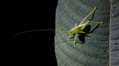 Katydid, Kosta Rika 'da gece vakti bir yaprağın üzerinde