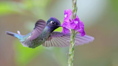 Kosta Rika 'da bir çiçekte beslenen mor başlı sinekkuşu.