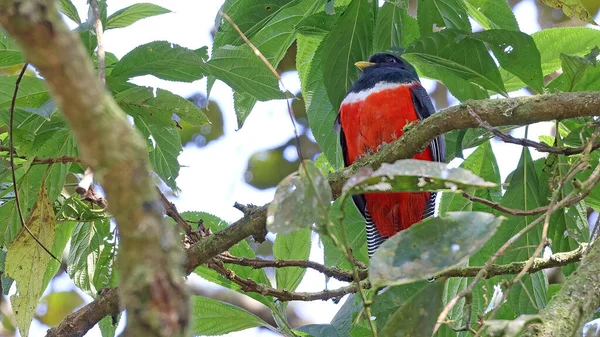 Halstrad Trogon Färgglad Fågel Costa Rica — Stockfoto