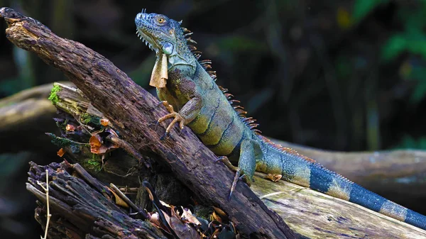 Colorida Iguana Verde Descansando Sobre Tronco —  Fotos de Stock