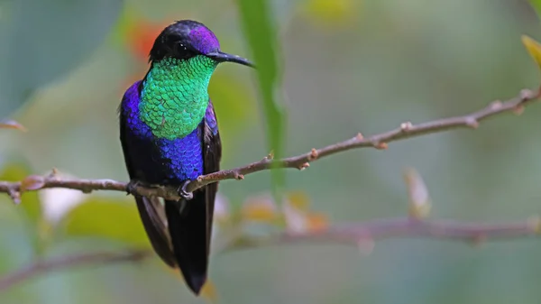 Koronowane Woodnymph Kolorowy Koliber Kostaryki — Zdjęcie stockowe