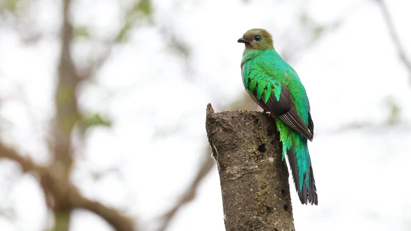 Kobieta Wspaniały Quetzal Świecący Ptak Kostaryki — Zdjęcie stockowe