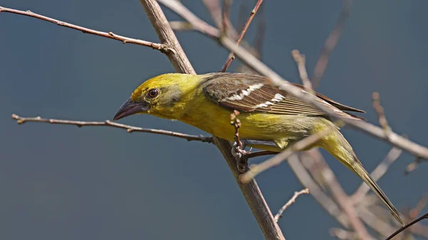 Płomień Samicy Garbarz Ptak Kostaryki — Zdjęcie stockowe