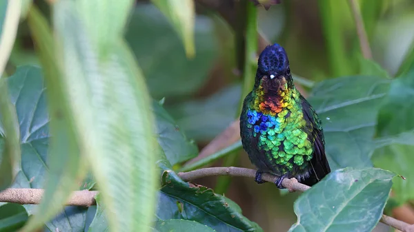 Colibri Gorge Ardente Colibri Brillant Costa Rica — Photo