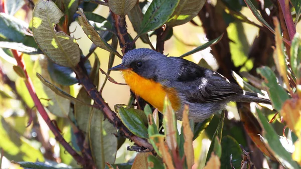 Paruline Gorge Flamboyante Oiseau Coloré Costa Rica — Photo