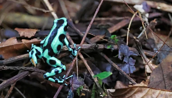 Green Black Poison Dart Frog Dendrobates Auratus Costa Rica — 스톡 사진