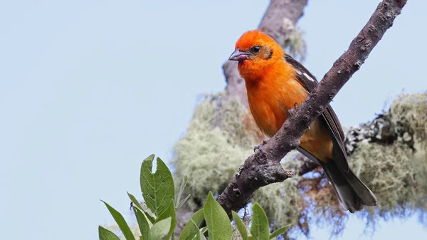 Man Flamfärgad Tanager Fågel Costa Rica — Stockfoto