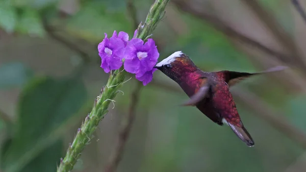 Casquette Neige Mâle Nourrissant Une Fleur Costa Rica — Photo