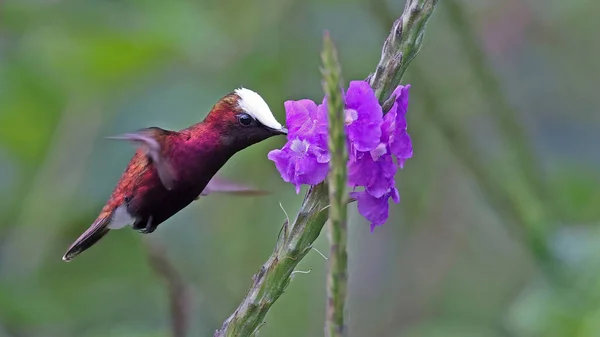 Boné Neve Macho Alimentando Uma Flor Costa Rica — Fotografia de Stock