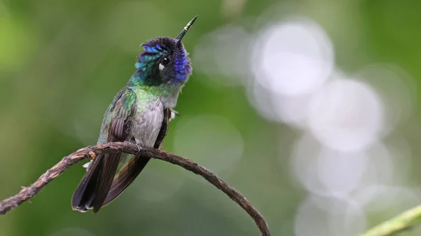 Perched Violet Headed Hummingbird Costa Rica — Fotografia de Stock