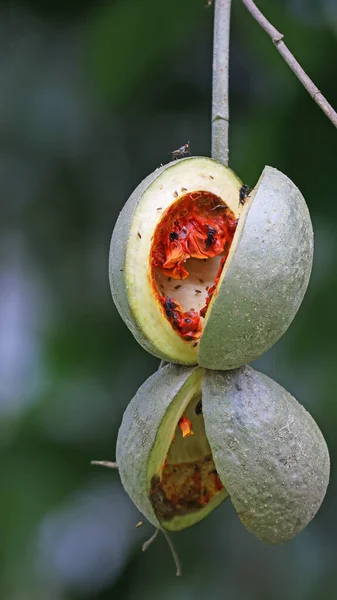 Tohumları Yaymak Için Yağmur Ormanlarının Olgunlaşmış Meyveleri Kosta Rika — Stok fotoğraf