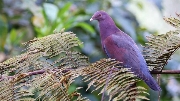 Röd Fakturerad Duva Fågel Från Costa Rica — Stockfoto