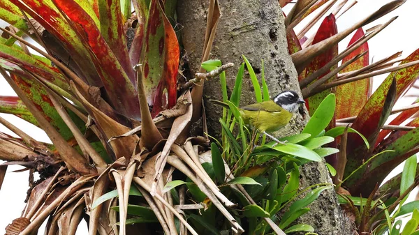 Χλωροφόρμιο Καλυμμένο Αιθάλη Που Περιβάλλεται Από Βρωμελίες Κόστα Ρίκα — Φωτογραφία Αρχείου