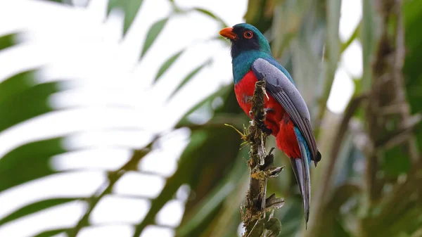 Trogon Queue Latée Oiseau Coloré Costa Rica — Photo