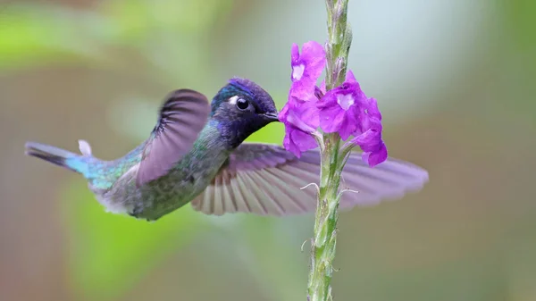 Lila Fejű Humminhbird Táplálkozás Egy Virág Costa Rica — Stock Fotó