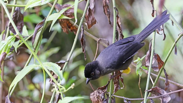 Pinson Cuisses Jaunes Oiseau Costa Rica — Photo