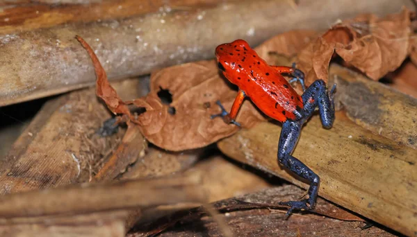 Back Strawberry Poison Dart Frog Costa Rica — Zdjęcie stockowe