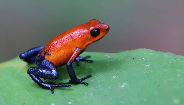 Strawberry poison-dart frog on a green leaf, Costa Rica