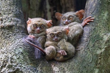 Üç Spektral tarsiere (Tarsius tarsier), Sulawesi, Endonezya