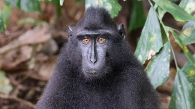 Celebes 'in ibikli makakı (Macaca nigra), Sulawesi, Endonezya