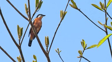 Rufous-belly triller (Lalage aurea), Halmahera 'nın endemik kuşu, Endonezya