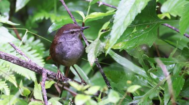 Sulawesi çalı bülbülü (Locream ella castanea), Endonezya 'nın Sulawesi kuşudur.