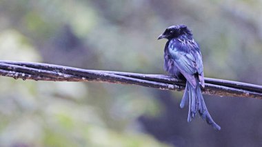 Spangled drongo (Dicrurus bracteatus), Endonezya 'nın Sulawesi kuşudur.