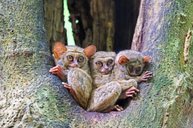 Three Spectral tarsiers (Tarsius tarsier) out of their hole, Sulawesi, Indonesia clipart