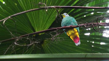 Siyah peçeteli meyve güvercini (Ptilinopus melanospilus), Sulawesi, Endonezya 'nın renkli kuşu