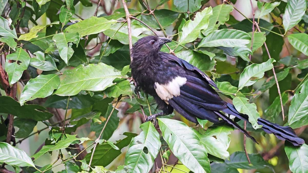 Goliath Coucal Centropus Goliath Endemischer Vogel Indonesiens — Stockfoto