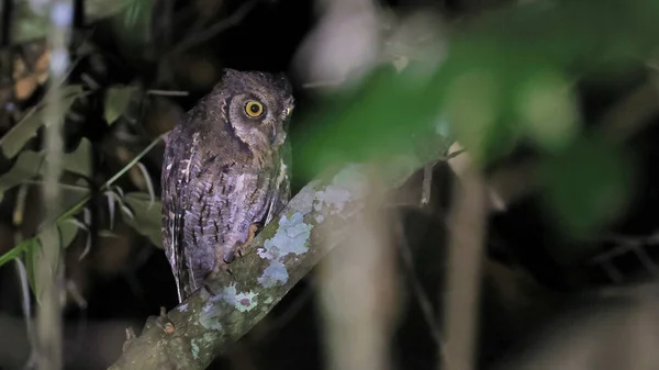Moluccan Scops Owl Otus Magicus Endemic Bird Indonesia — Stock Photo, Image