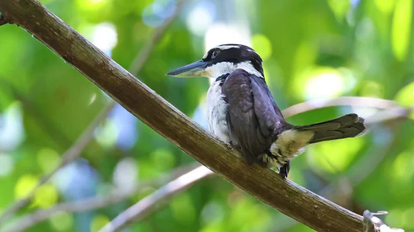 Sombre Kingfisher Todiramphus Funebris 印度尼西亚Halmahera特有鸟类 — 图库照片