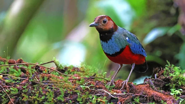 Sulawesi Pitta Erythropitta Celebensis Oiseau Coloré Indonésie — Photo