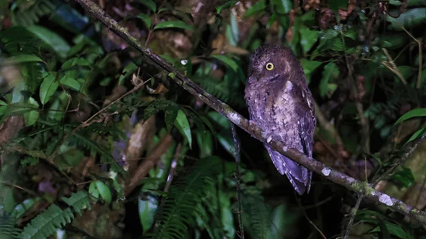 Burung Hantu Sulawesi Otus Manadensis Burung Endemik Indonesia — Stok Foto