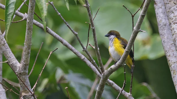 Pic Jaune Dicaeum Aureolimbatum Oiseau Endémique Sulawesi Indonésie — Photo