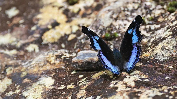 Bella Farfalla Nera Blu Terra Sulawesi Indonesia — Foto Stock