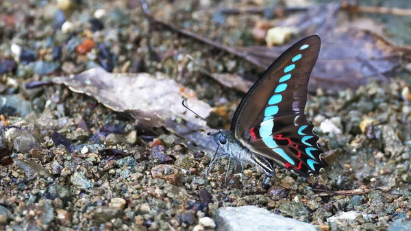 Wonderful Butterfly Sulawesi Indonesia — Stock Photo, Image