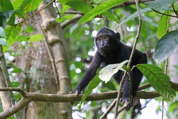Macaco Crestato Giovane Celebes Macaca Nigra Sulawesi Indonesia — Foto Stock