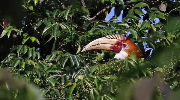 Bruant Blyth Rhyticeros Plicatus Mâle Oiseau Halmahera Indonésie — Photo