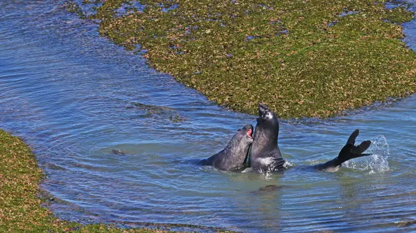 Два Молодих Південних Слона Тюленів Грають Мілководді Півострова Валдс — стокове фото