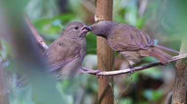 Kolombiya 'da bir genci besleyen otlak.