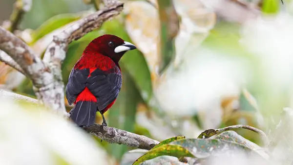 Tanager Cramoisi Oiseau Tropical Colombie — Photo