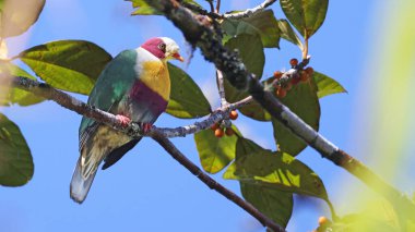 Sarı göğüslü meyve güvercini (Ptilinopus occipitalis), Filipinler 'in endemik kuşu