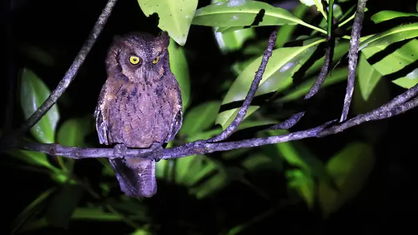Mantanani Scops Owl Otus Mantananensis Ave Filipinas Imagen De Stock