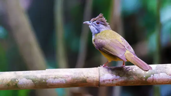Palawan Bulbul Alophoixus Frater Endemischer Vogel Der Philippinen Stockbild