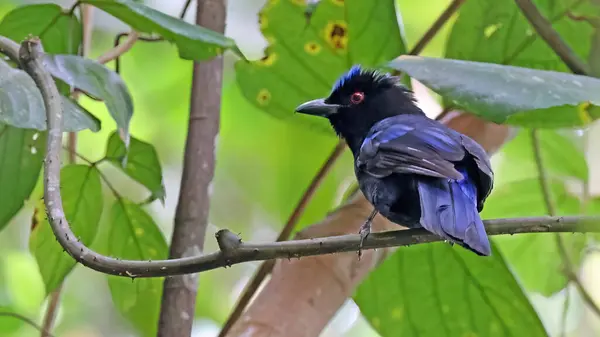 Philippinischer Blauvogel Irena Cyanogastra Endemischer Vogel Der Philippinen Stockfoto