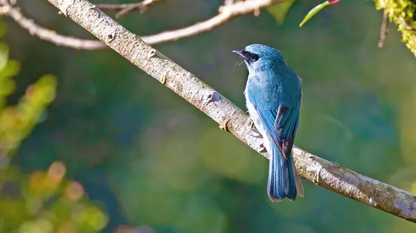 Moucherolle Turquoise Eumyias Panayensis Oiseau Des Philippines Photos De Stock Libres De Droits