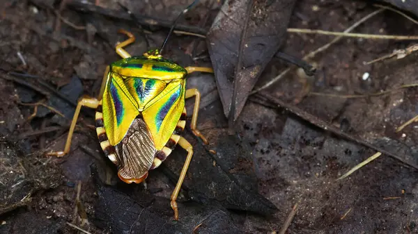 Very Colorful True Bug Philippines lizenzfreie Stockfotos